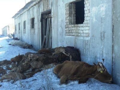 Погибшие животные. Фото: Валерий Павлюкевич, Каспаров.Ru 